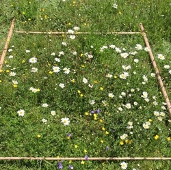 Mähfreier Mai – Jede Blüte zählt    
