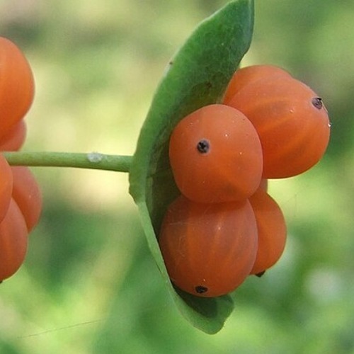 Giftige Früchte – schöne Pflanzen, die auch giftig sein können     